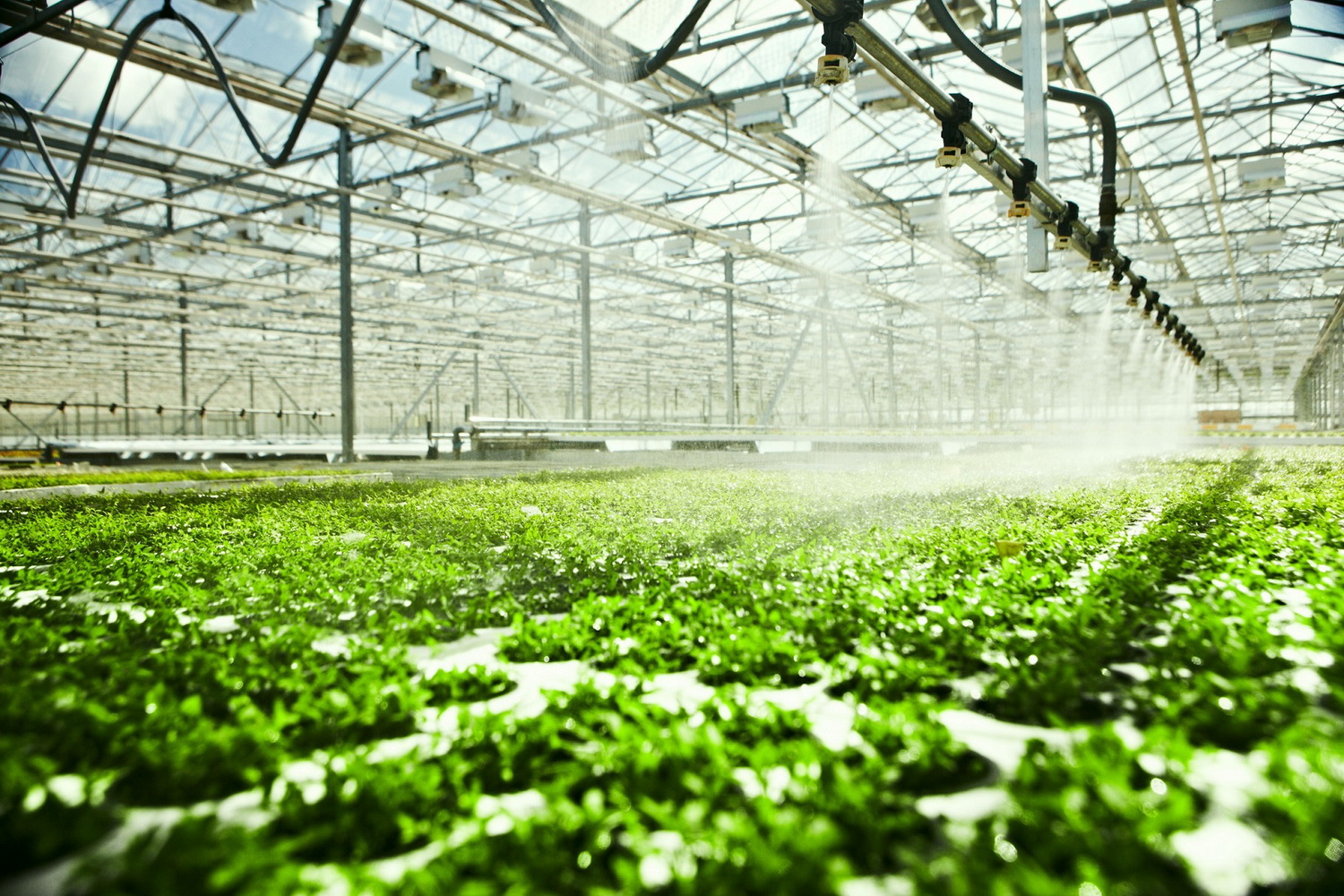 El PSOE eleva al Congreso la protección de frutas y hortalizas frente a las importaciones de terceros países
